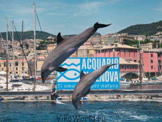 Аквариум (Дельфинарий) в Генуя