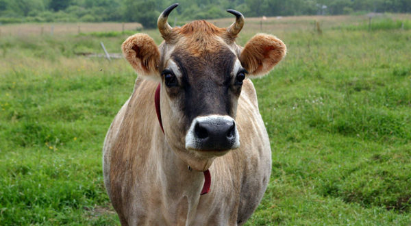Костромская корова.
