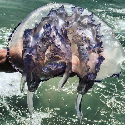 Медуза в Азовском море